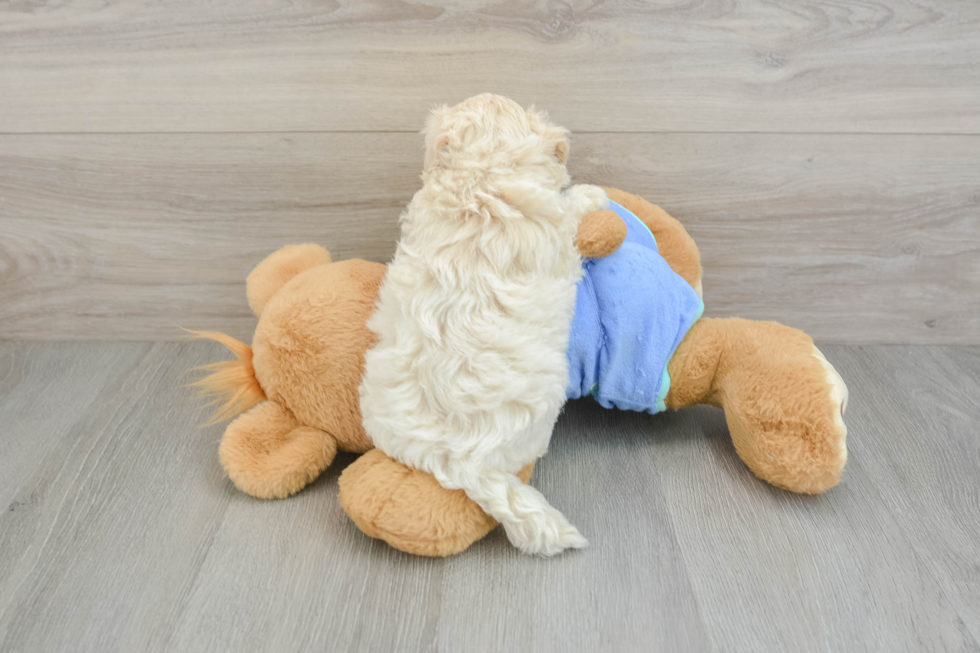 Maltipoo Pup Being Cute