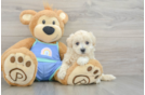Smart Maltipoo Poodle Mix Pup