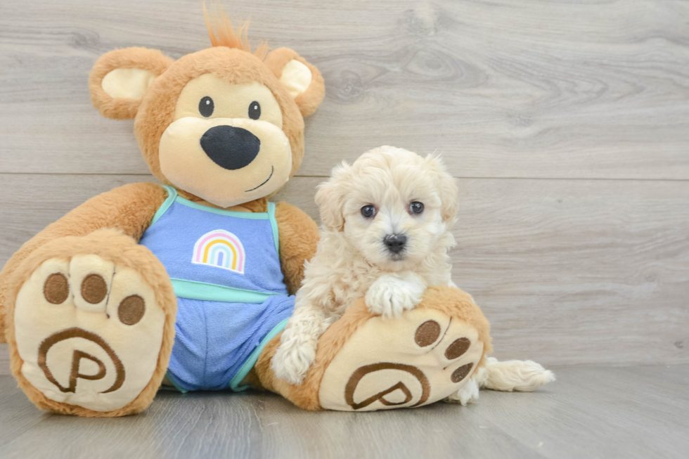Smart Maltipoo Poodle Mix Pup