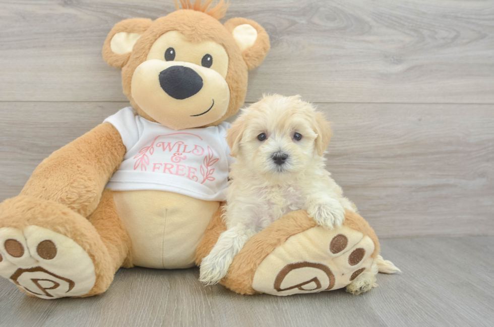 5 week old Maltipoo Puppy For Sale - Premier Pups
