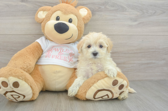 Maltipoo Puppy for Adoption
