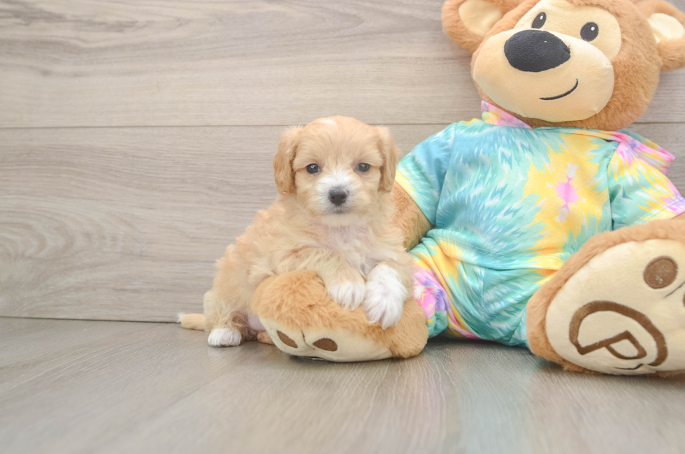 5 week old Maltipoo Puppy For Sale - Premier Pups