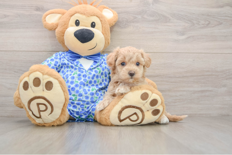 Maltipoo Pup Being Cute