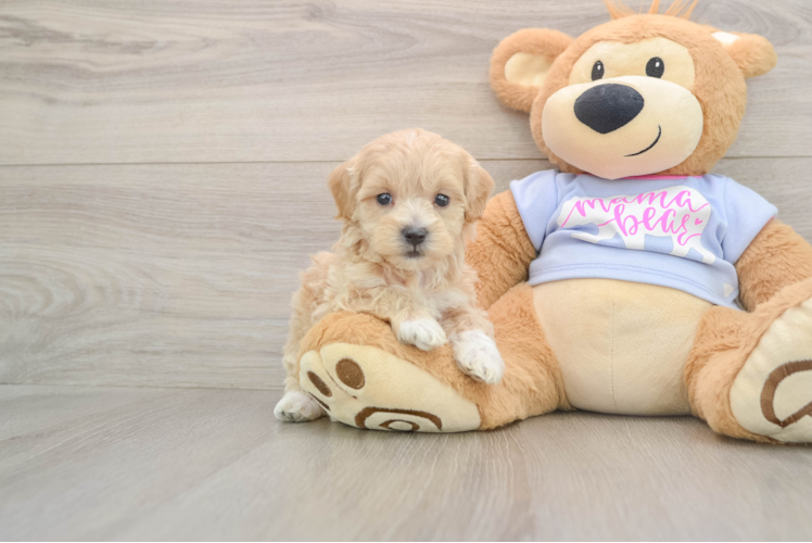 Best Maltipoo Baby