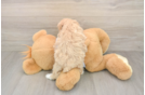 Maltipoo Puppy for Adoption