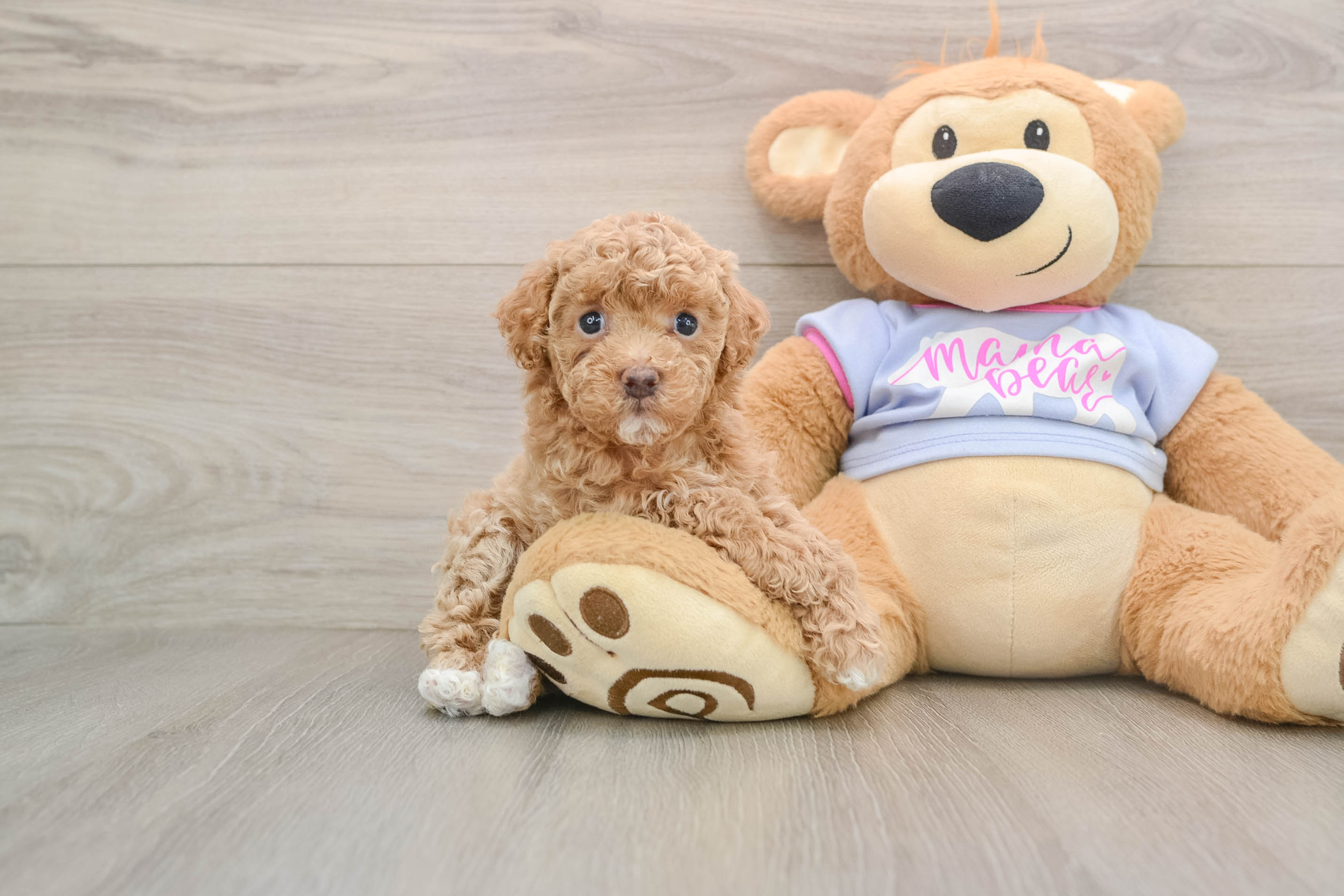 Maltipoo Puppy for Adoption