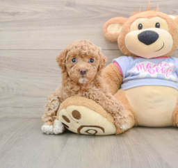 7 week old Maltipoo Puppy For Sale - Premier Pups
