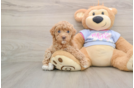 Maltipoo Puppy for Adoption