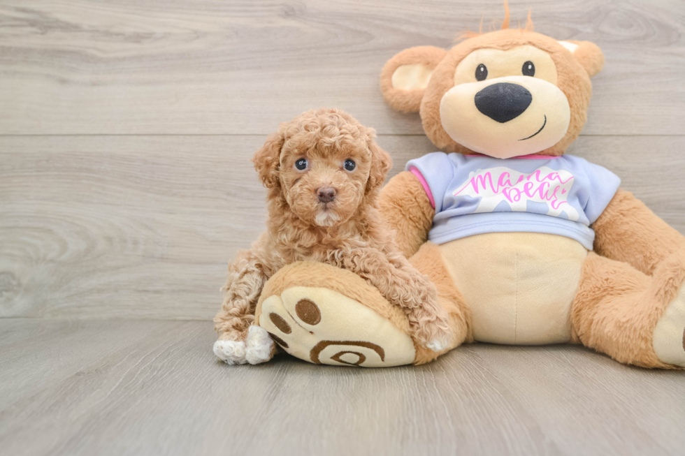 Maltipoo Puppy for Adoption
