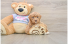Maltipoo Puppy for Adoption