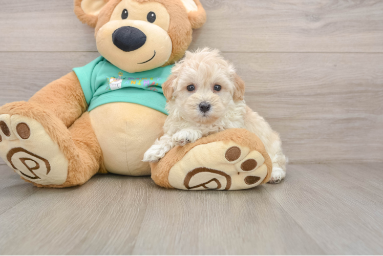 Funny Maltipoo Poodle Mix Pup