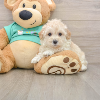 Funny Maltipoo Poodle Mix Pup
