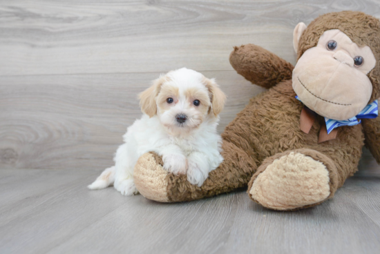 Sweet Maltipoo Baby