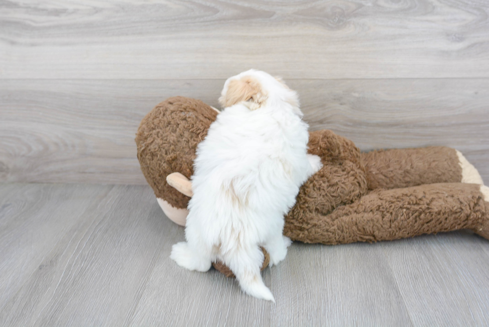 Maltipoo Pup Being Cute