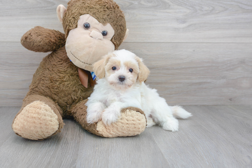 Maltipoo Puppy for Adoption