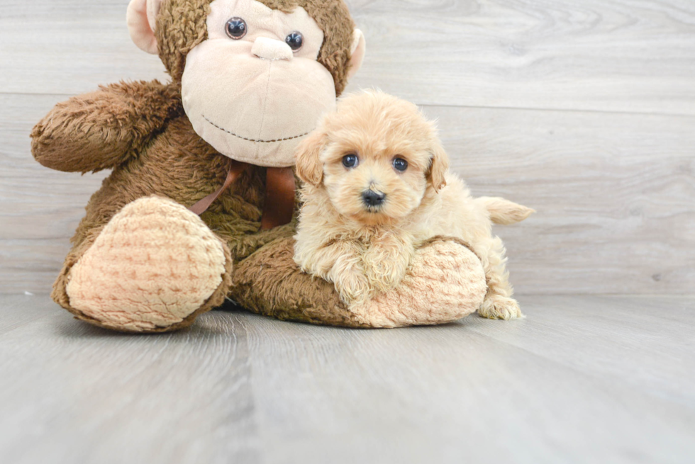 Friendly Maltipoo Baby