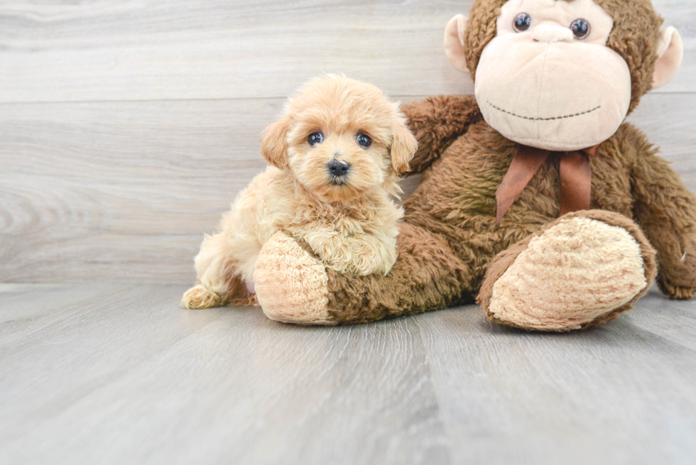 Hypoallergenic Maltepoo Poodle Mix Puppy