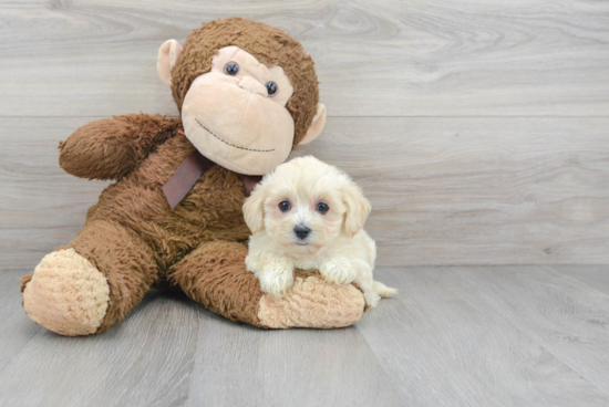 Maltipoo Puppy for Adoption