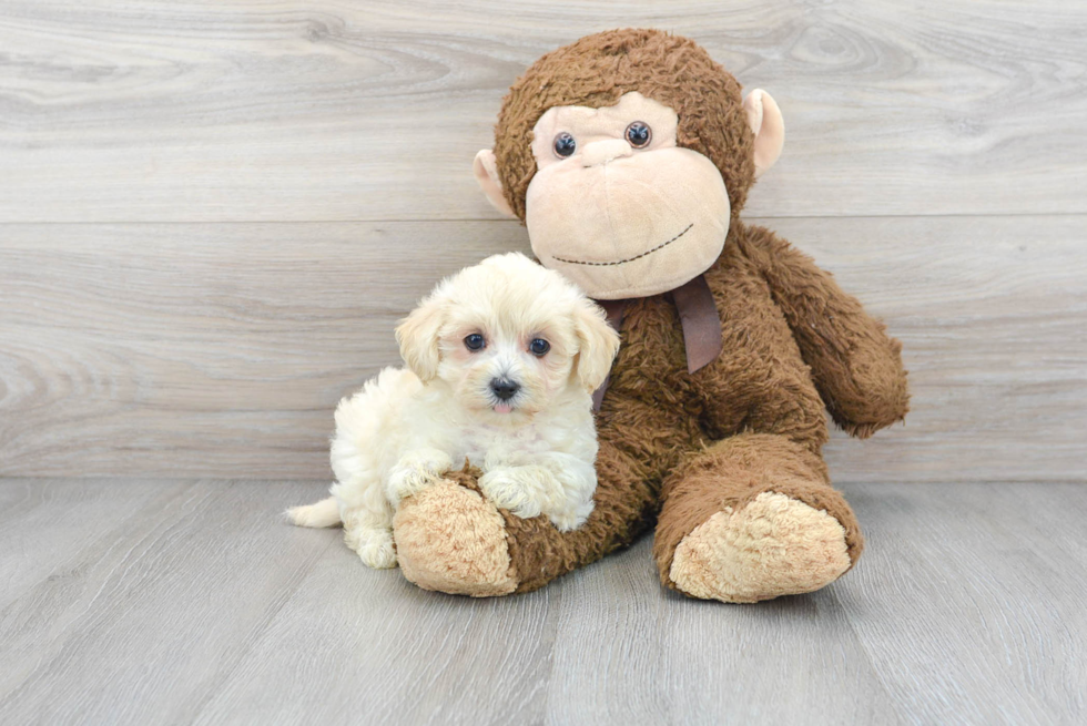 Maltipoo Pup Being Cute