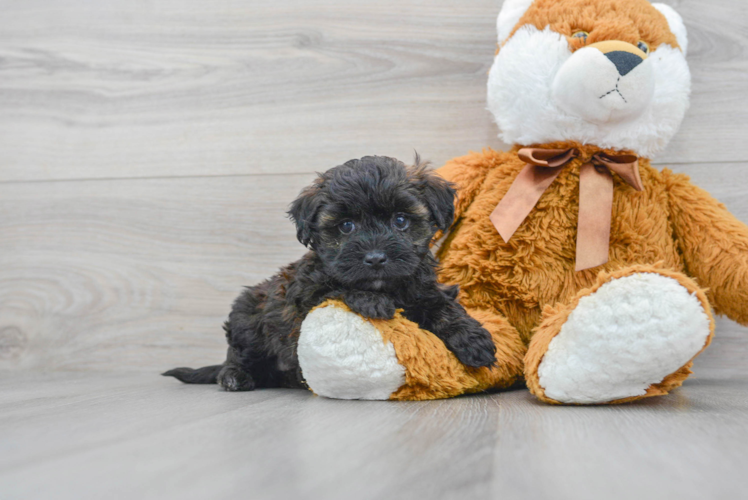 Maltipoo Puppy for Adoption