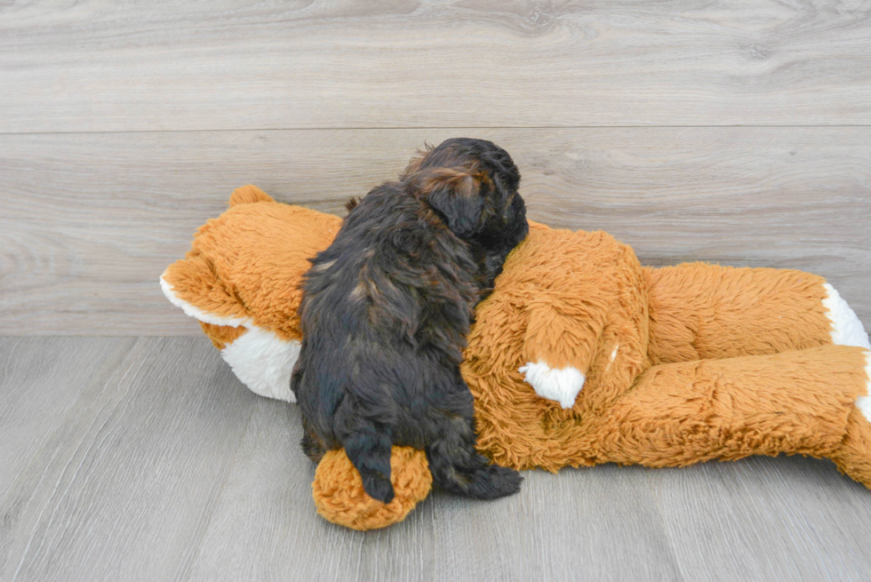 Small Maltipoo Baby