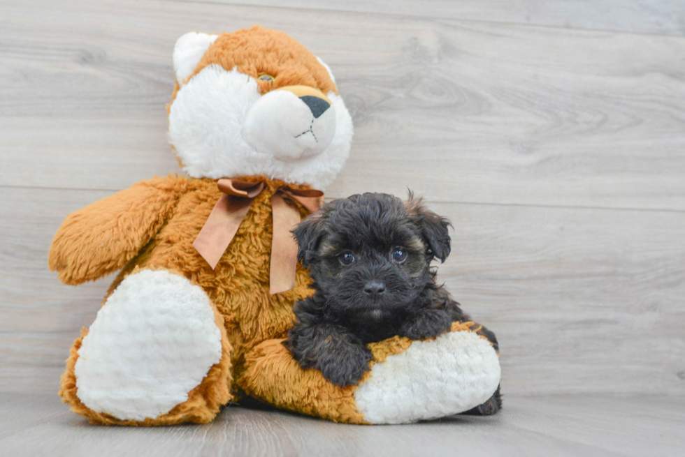 Playful Maltese Poodle Poodle Mix Puppy