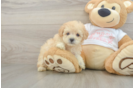 Maltipoo Pup Being Cute