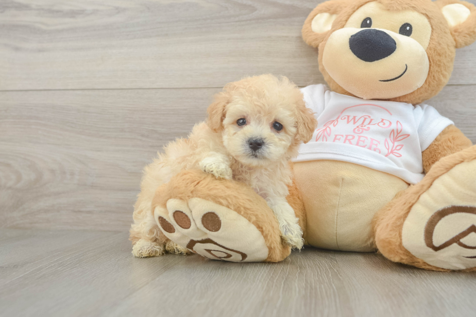 Maltipoo Pup Being Cute