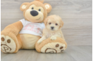Sweet Maltipoo Baby