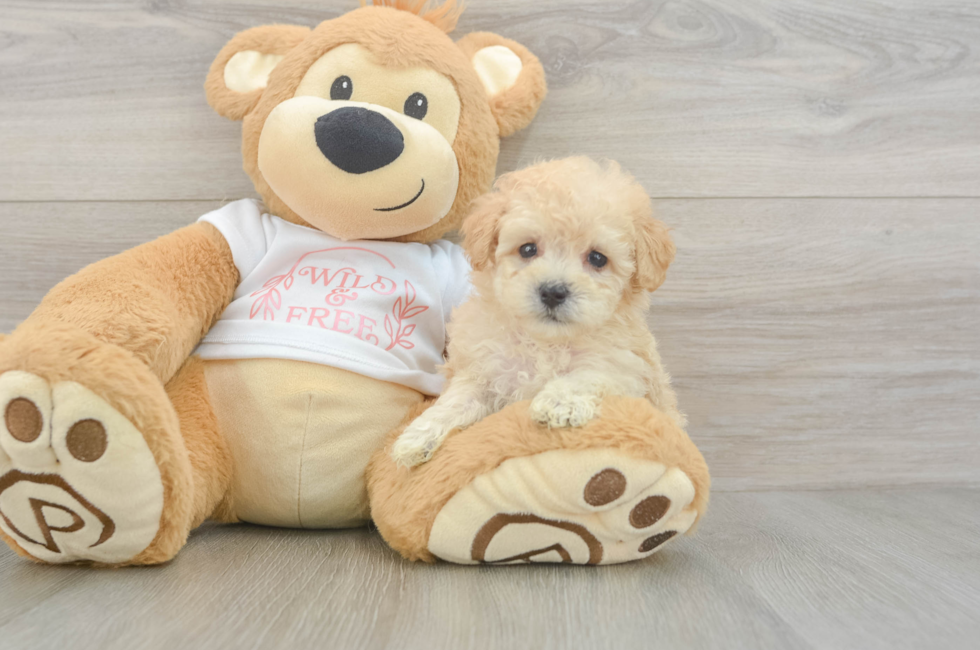 5 week old Maltipoo Puppy For Sale - Premier Pups