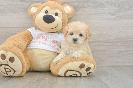 Sweet Maltipoo Baby