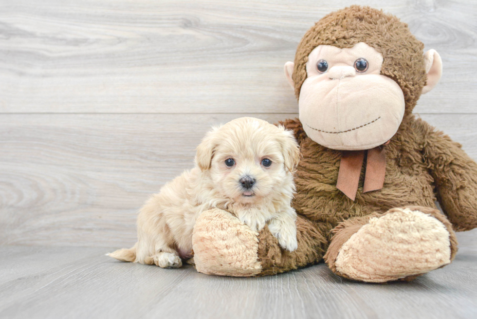 Maltipoo Puppy for Adoption