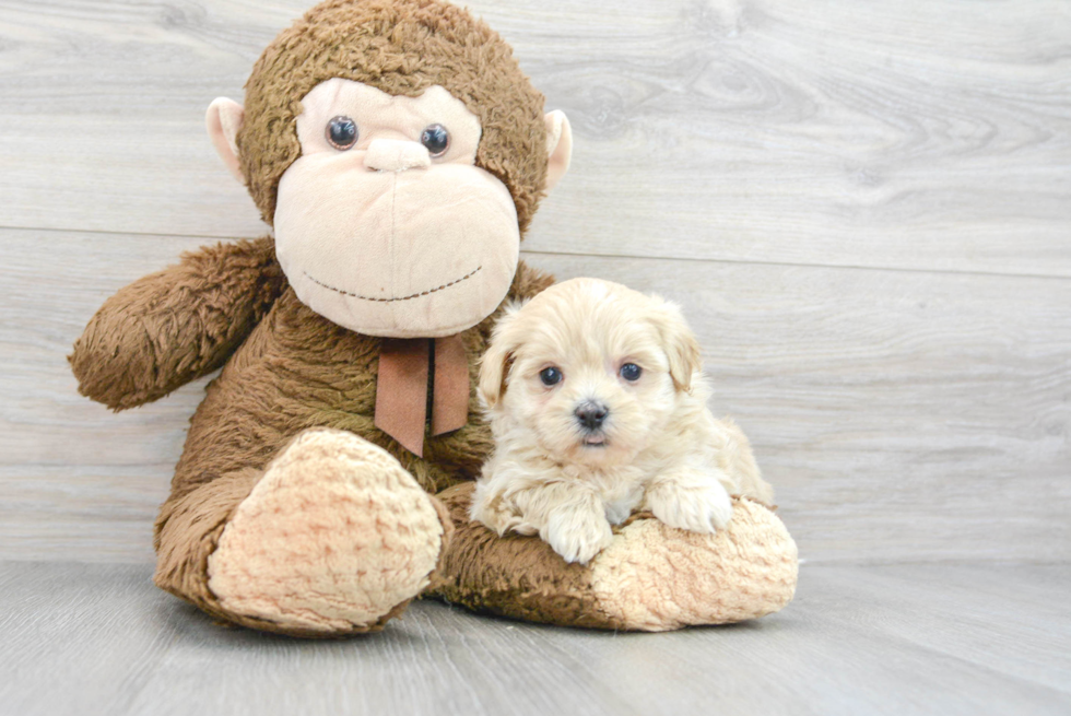 Maltipoo Pup Being Cute