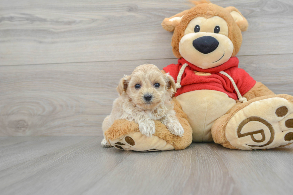 Maltipoo Pup Being Cute