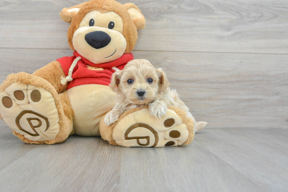 Smart Maltipoo Poodle Mix Pup