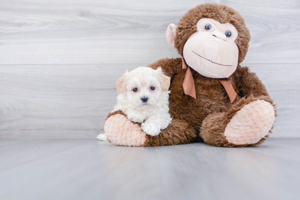 Funny Maltipoo Poodle Mix Pup