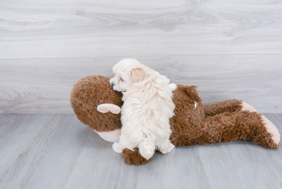 Popular Maltipoo Poodle Mix Pup