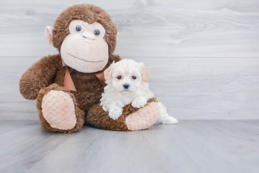 Maltipoo Puppy for Adoption