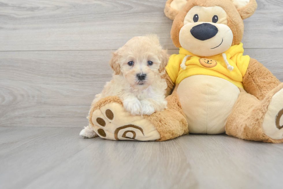 Funny Maltipoo Poodle Mix Pup