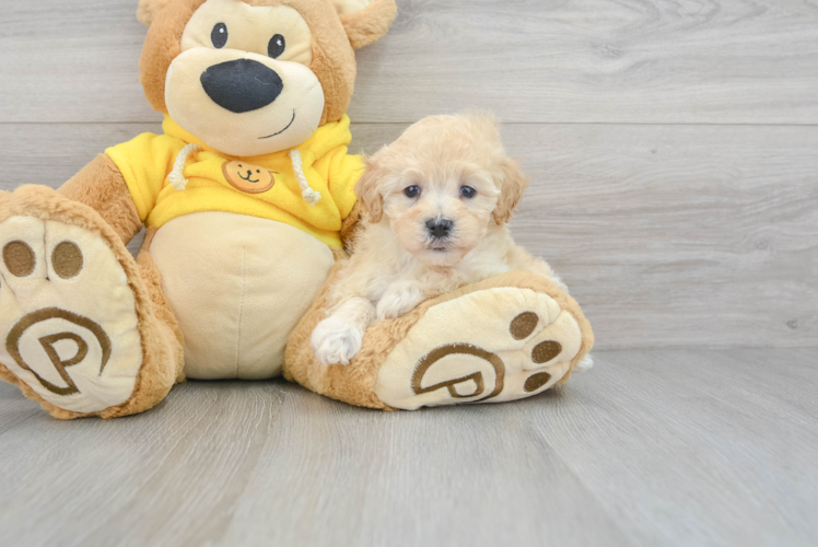 Friendly Maltipoo Baby