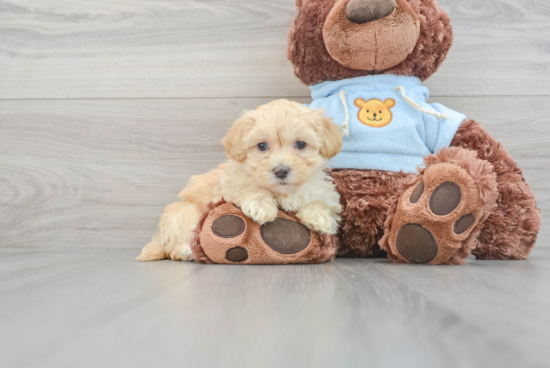 Maltipoo Pup Being Cute