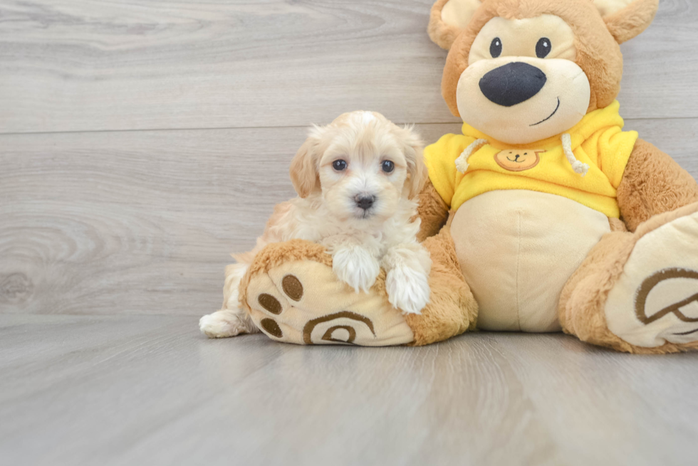 Maltipoo Puppy for Adoption