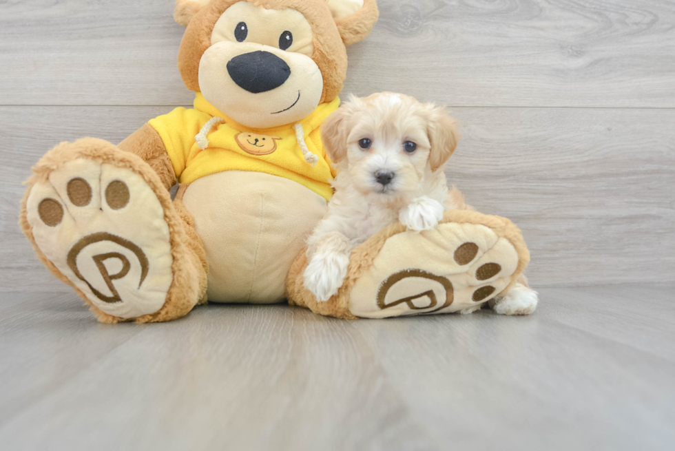 Maltipoo Pup Being Cute