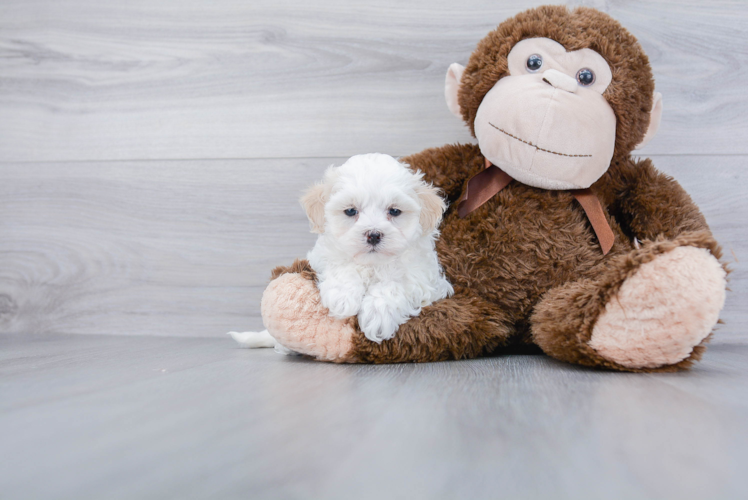 Hypoallergenic Maltepoo Poodle Mix Puppy