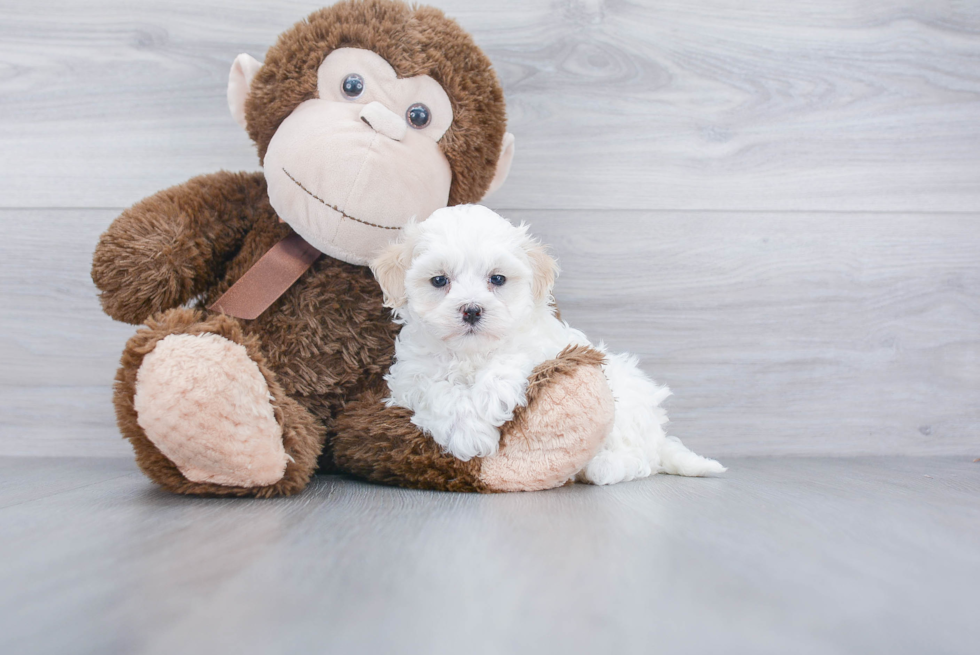 Maltipoo Pup Being Cute