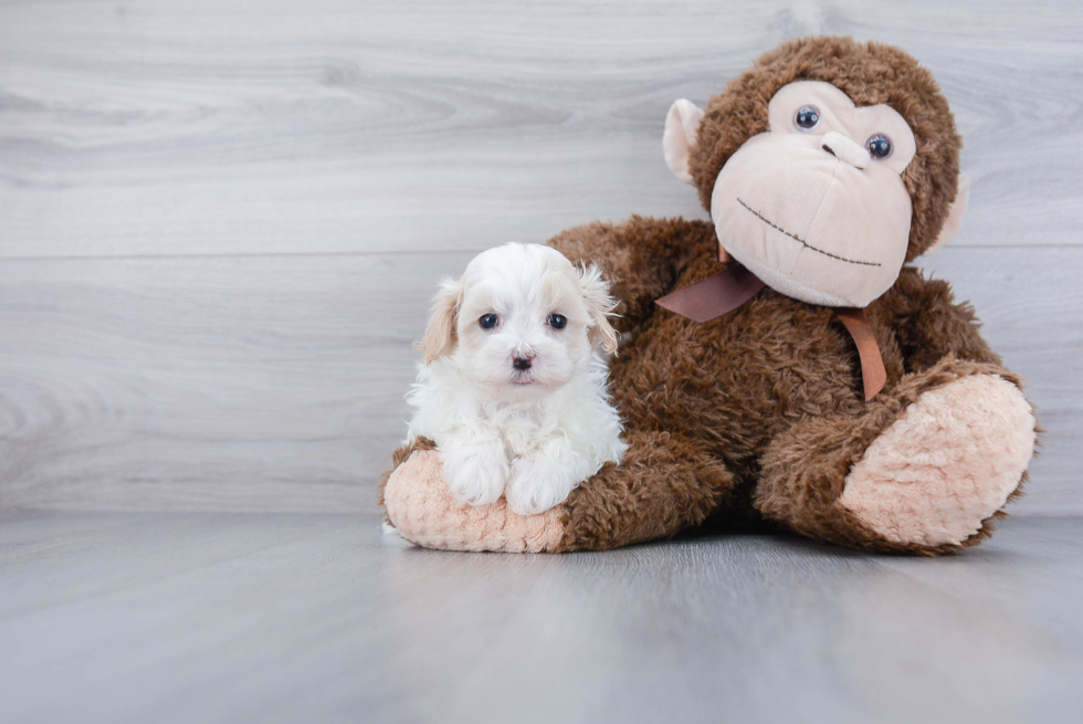 Funny Maltipoo Poodle Mix Pup