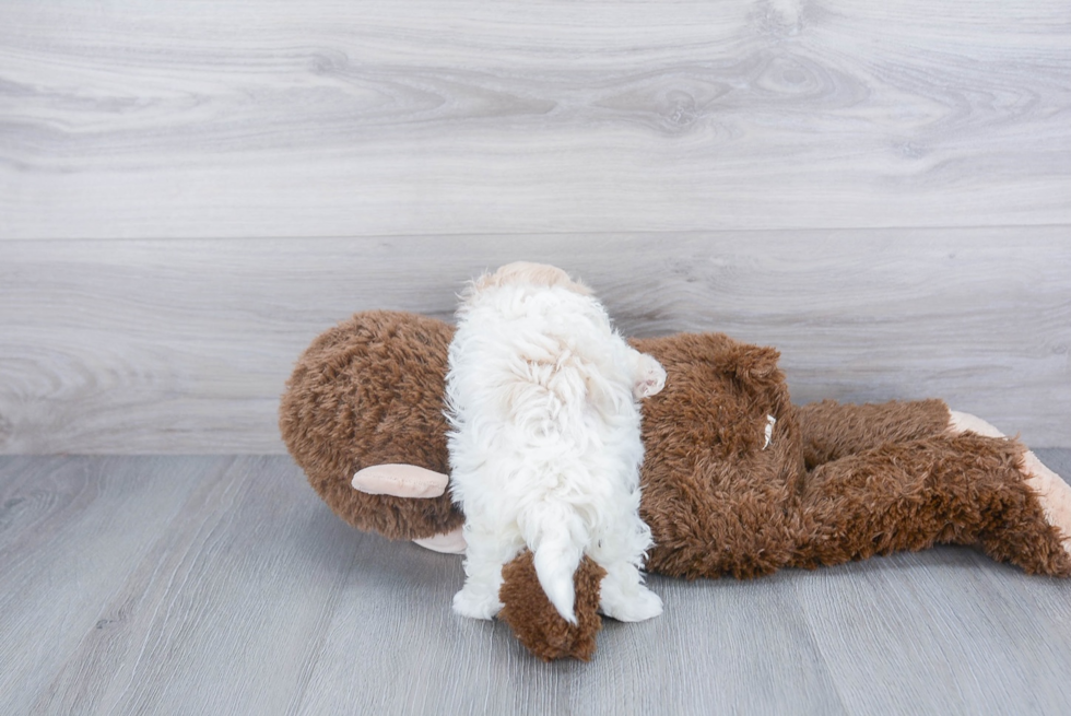 Maltipoo Pup Being Cute