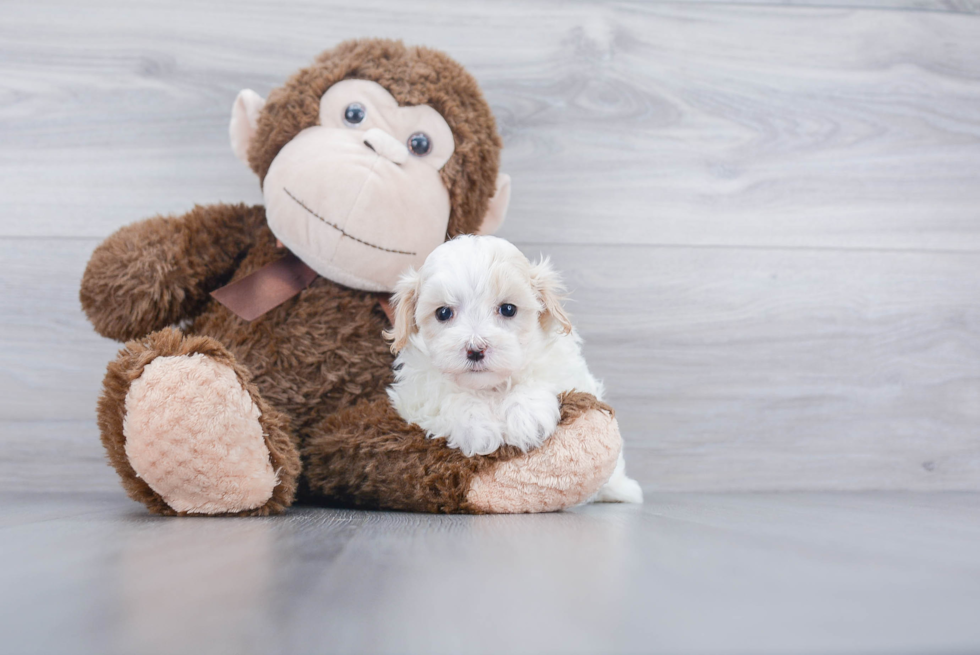 Maltipoo Puppy for Adoption