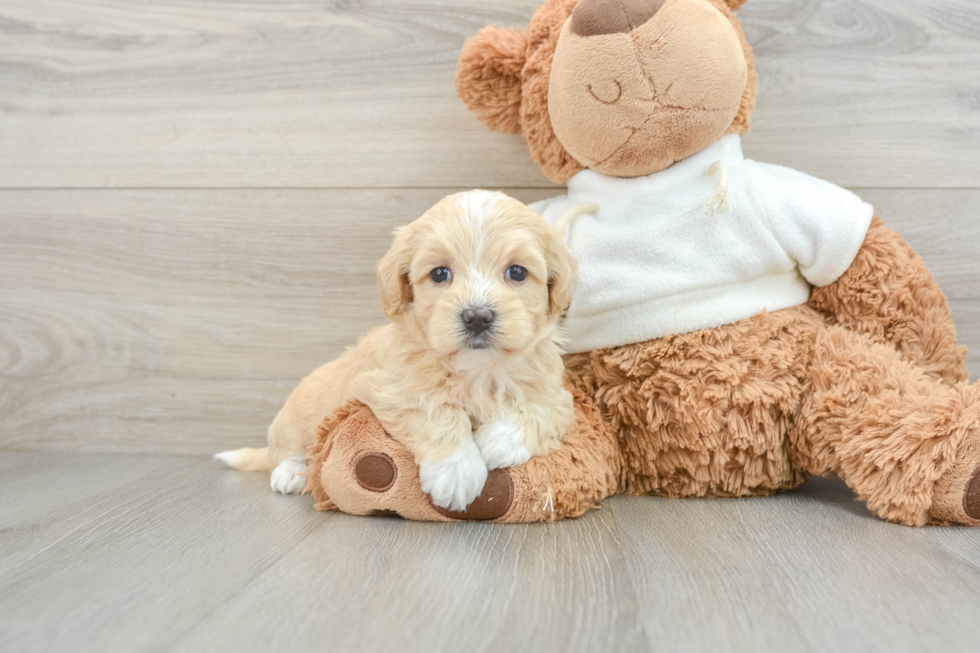 Maltipoo Puppy for Adoption