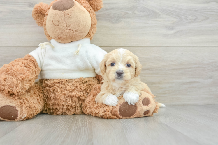 Maltipoo Pup Being Cute